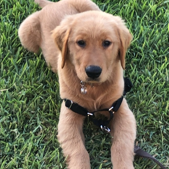 Meet your Posher, Jamie - Picture 1 of 1